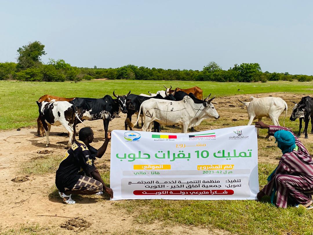 تمليك 10 بقرات حلوب - مالي